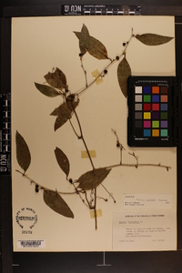 Smilax smallii image