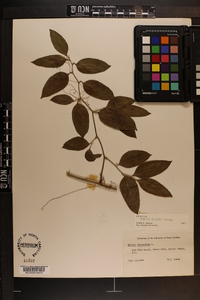 Smilax smallii image