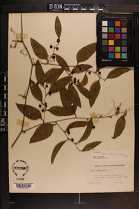 Smilax smallii image