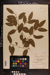 Smilax smallii image