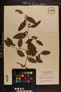 Smilax smallii image