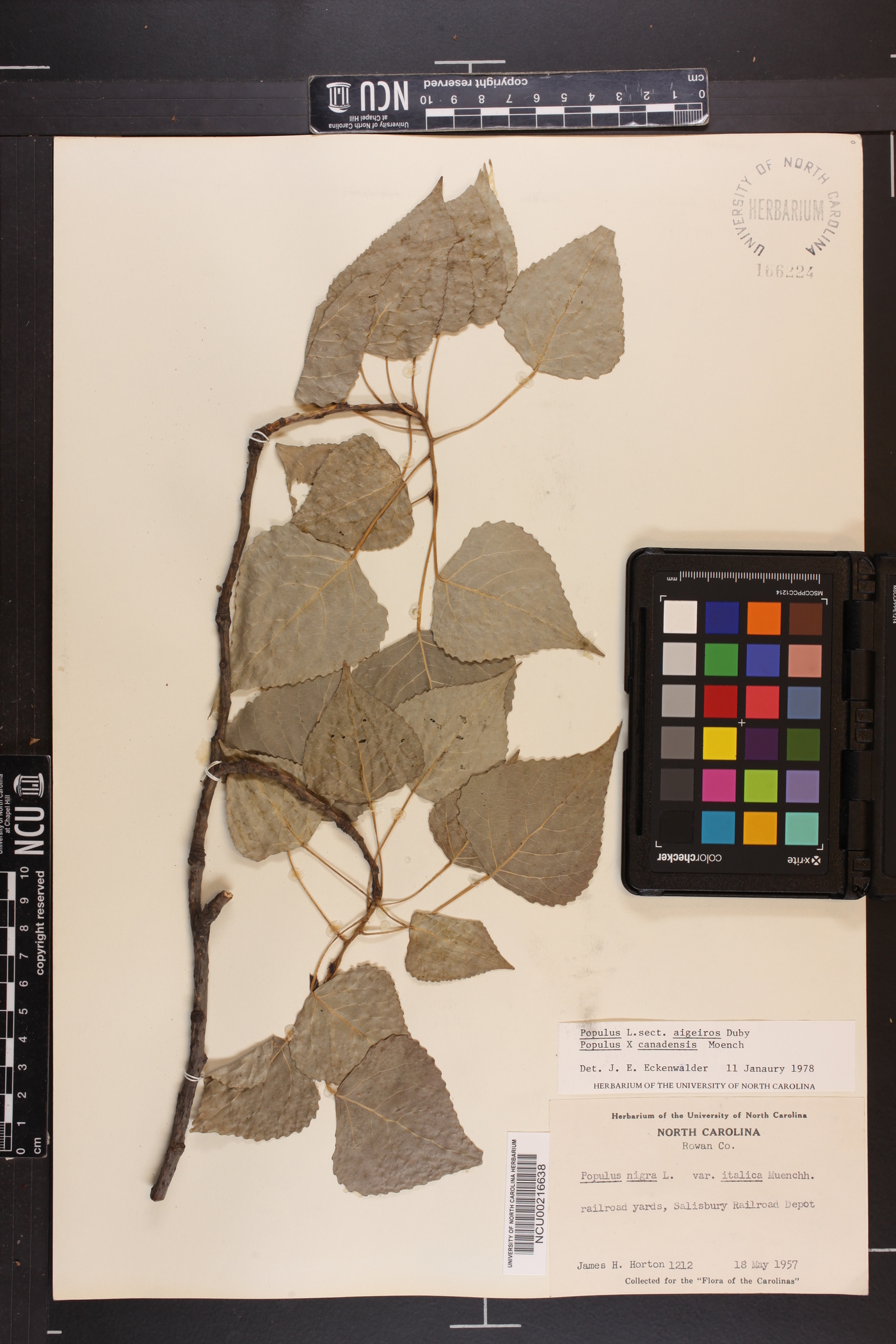 Populus x canadensis image