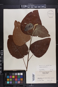 Populus heterophylla image