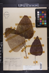 Populus heterophylla image