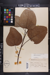 Populus heterophylla image