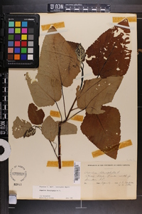 Populus heterophylla image