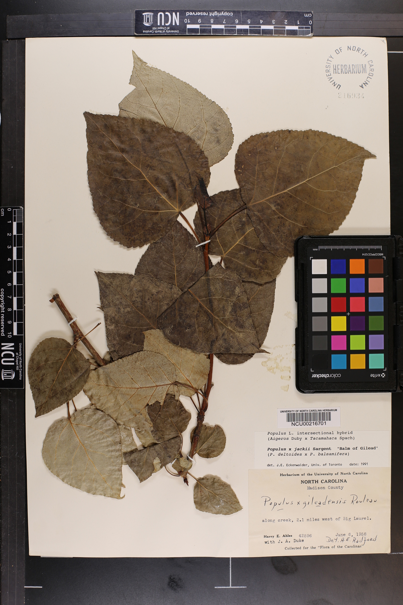 Populus × jackii image