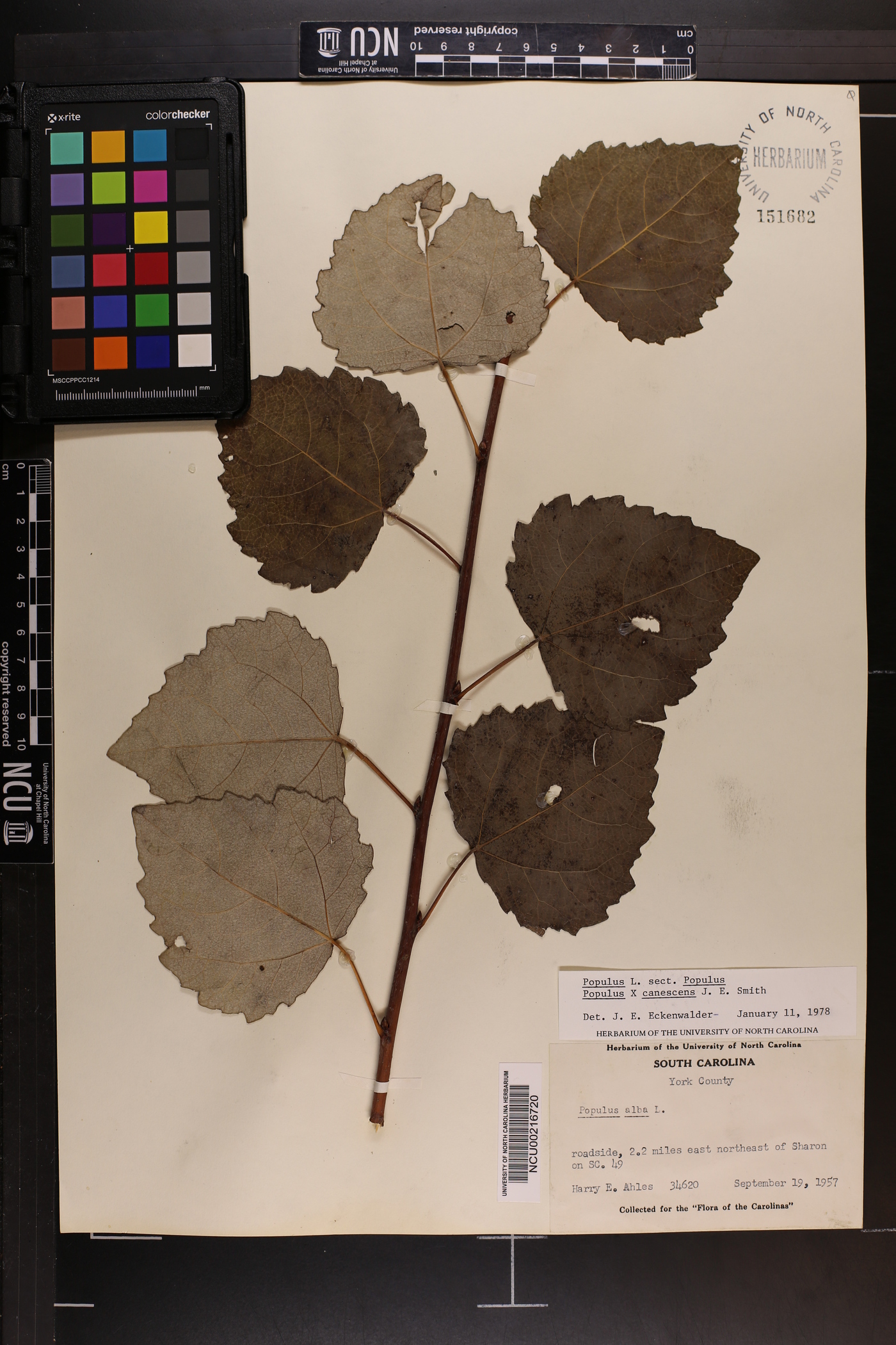 Populus × canescens image