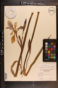 Iris virginica image