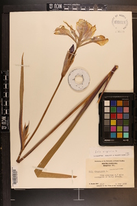 Iris virginica image