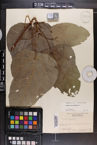 Populus heterophylla image