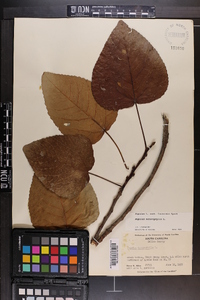 Populus heterophylla image