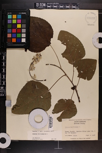 Populus heterophylla image