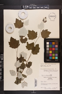 Populus alba image