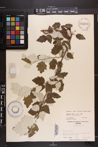 Populus alba image