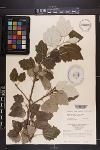 Populus alba image