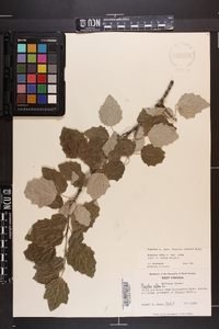 Populus alba image