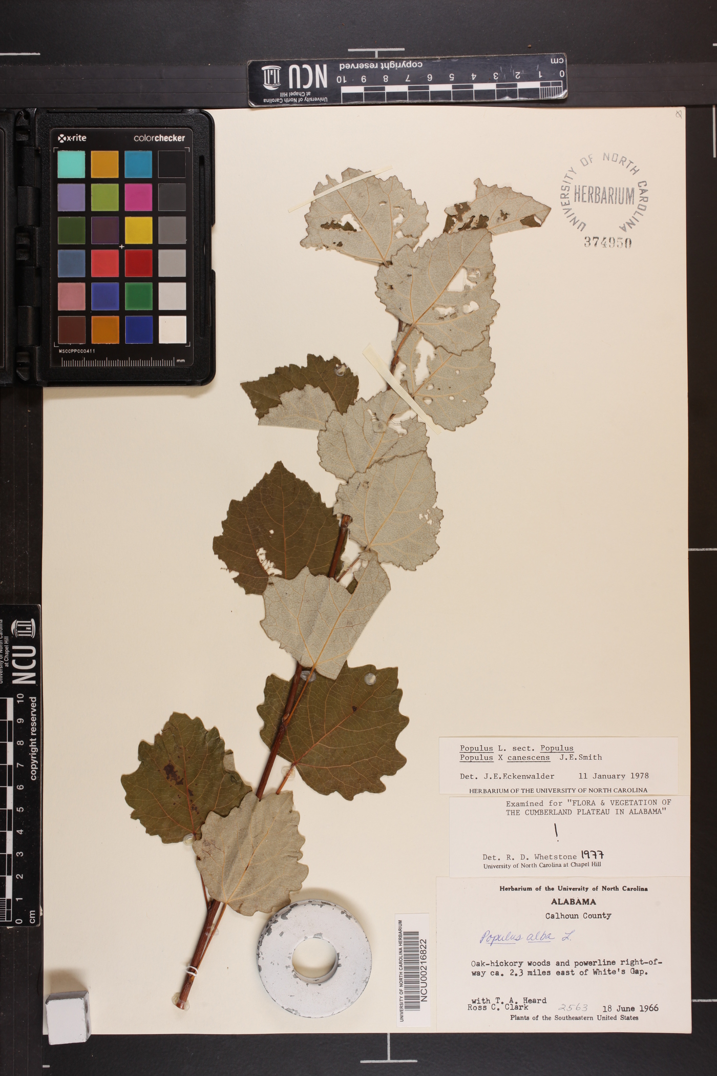 Populus × canescens image