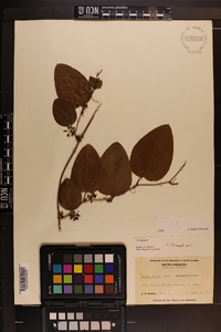 Smilax walteri image