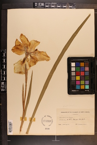 Iris laevigata image