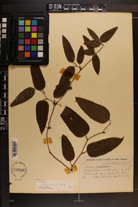 Smilax walteri image