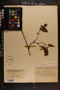 Smilax walteri image