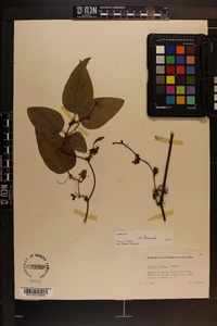 Smilax walteri image