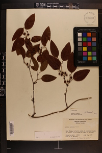 Smilax walteri image