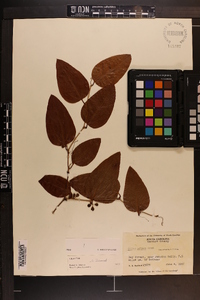 Smilax walteri image