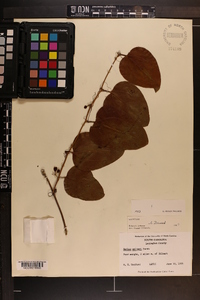 Smilax walteri image