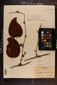 Smilax walteri image