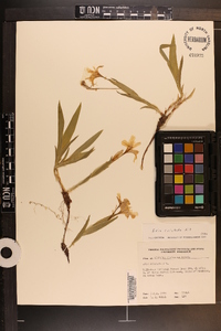 Iris cristata image