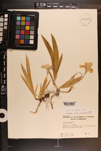 Iris cristata image