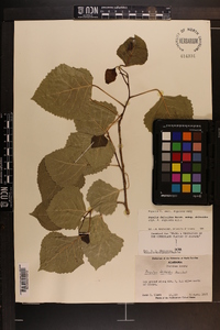 Populus deltoides subsp. deltoides image