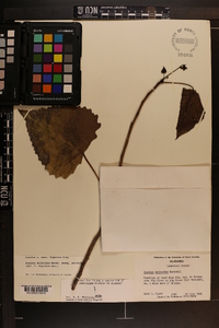 Populus deltoides subsp. deltoides image