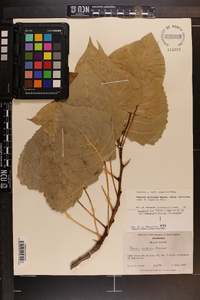 Populus deltoides subsp. deltoides image