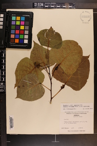 Populus deltoides subsp. deltoides image