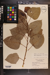 Populus deltoides subsp. deltoides image