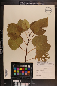 Populus deltoides subsp. deltoides image