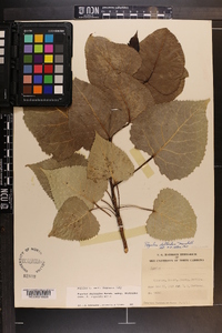 Populus deltoides subsp. deltoides image