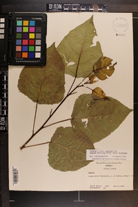 Populus deltoides subsp. deltoides image