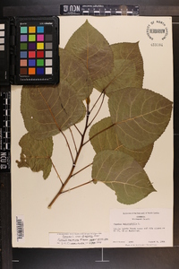 Populus deltoides subsp. deltoides image