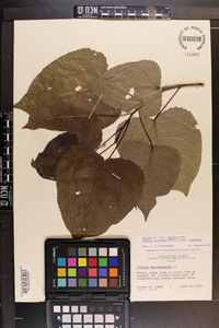 Populus deltoides subsp. deltoides image