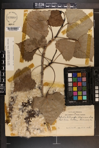 Populus deltoides subsp. deltoides image