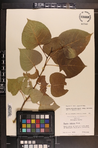 Populus deltoides subsp. deltoides image