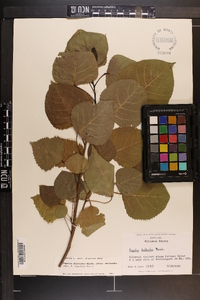 Populus deltoides subsp. deltoides image