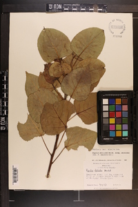 Populus deltoides subsp. deltoides image