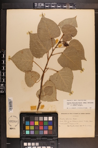 Populus deltoides subsp. deltoides image