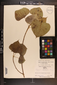 Populus deltoides subsp. deltoides image