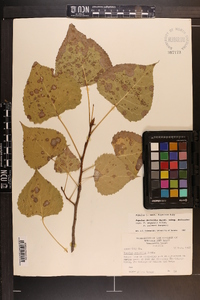 Populus deltoides subsp. deltoides image